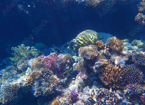 Fototapeta Naklejka Na Ścianę i Meble -  coral reef