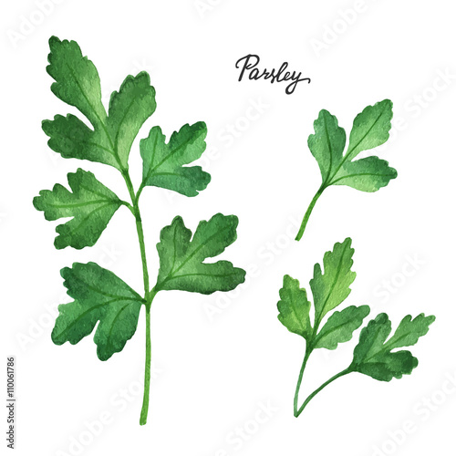 Watercolor branches and leaves of parsley. 