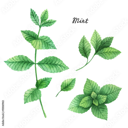 Watercolor branches and leaves of mint. 