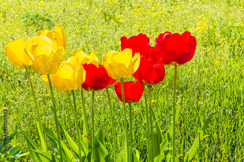 Spring tulips on a sunny green lawn, backlight photo