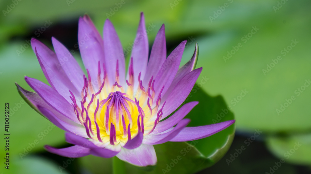 Lotus. Lotus.