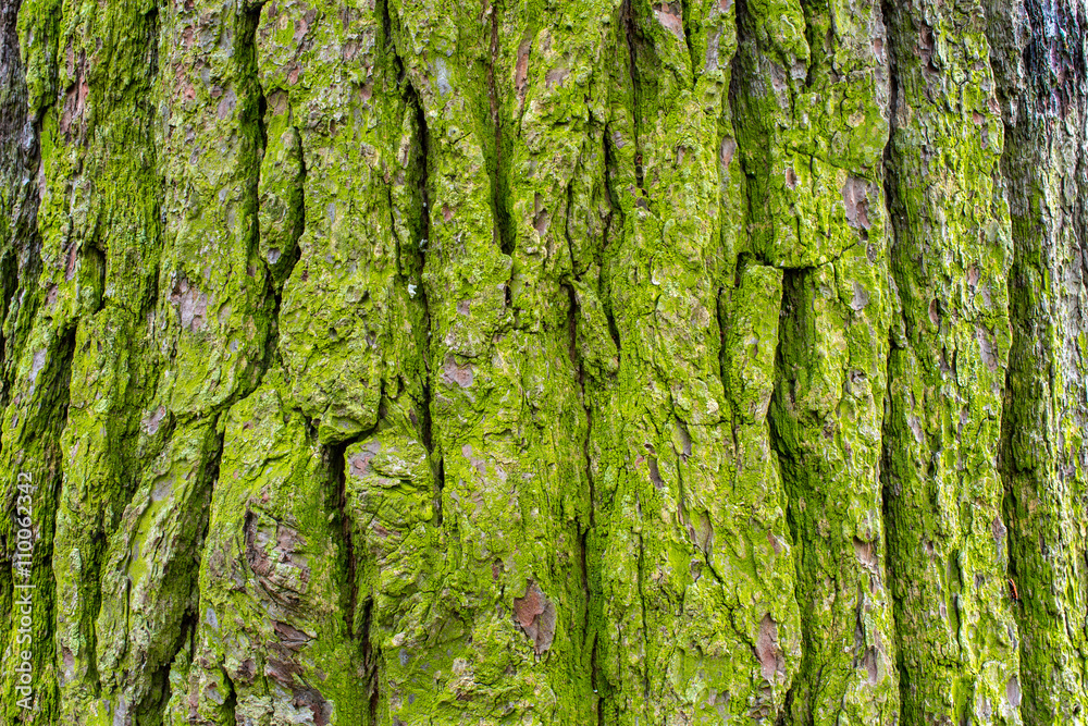 mossy tree bark 2 mossy tree bark 2