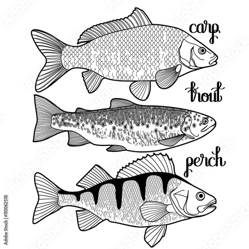 Graphic fish collection