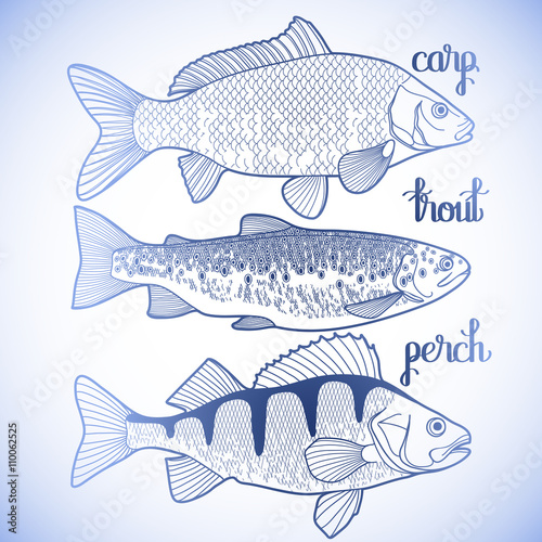 Graphic fish collection