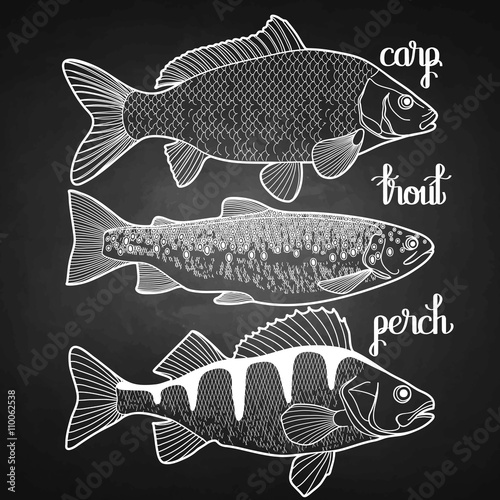Graphic fish collection
