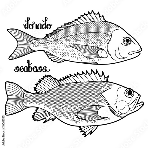 Graphic fish collection
