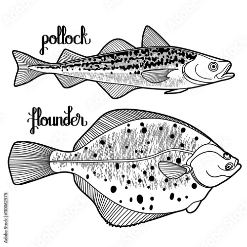 Graphic fish collection