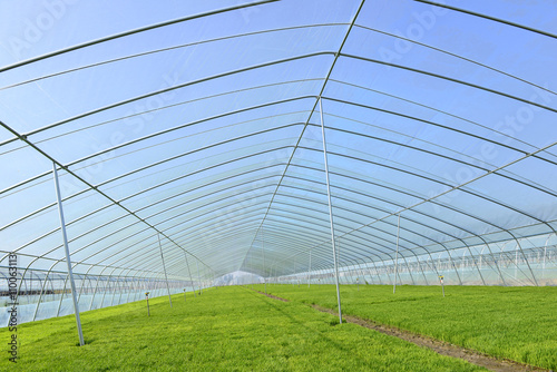 The cultivation of rice seedlings plastic greenhouses