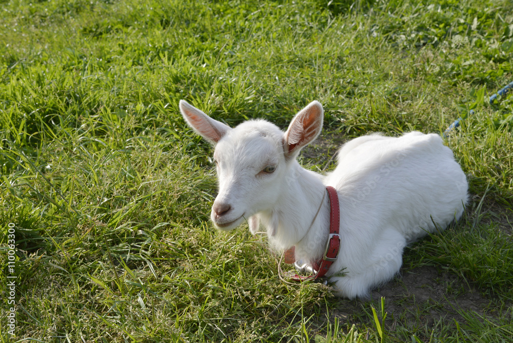 Obraz premium 子ヤギ