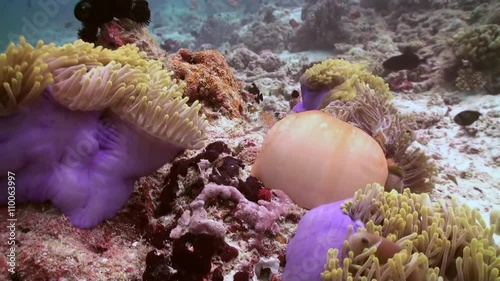 Anemones and clown fish in the stream. Close Up Shot. Amazing, beautiful underwater marine life world of sea creatures in Maldives. Scuba diving and tourism. photo