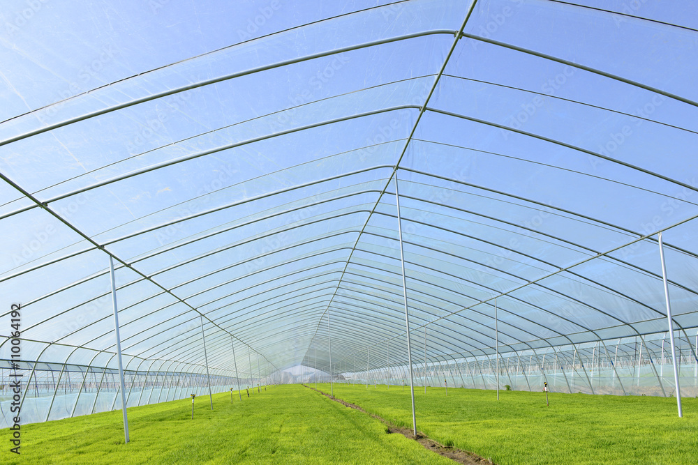 Fototapeta premium The cultivation of rice seedlings plastic greenhouses