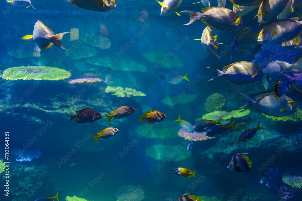 fish in the aquarium in Bangkok