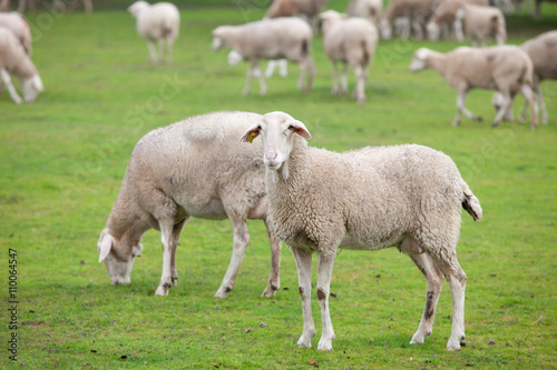 Sheep grazing on a green meadow