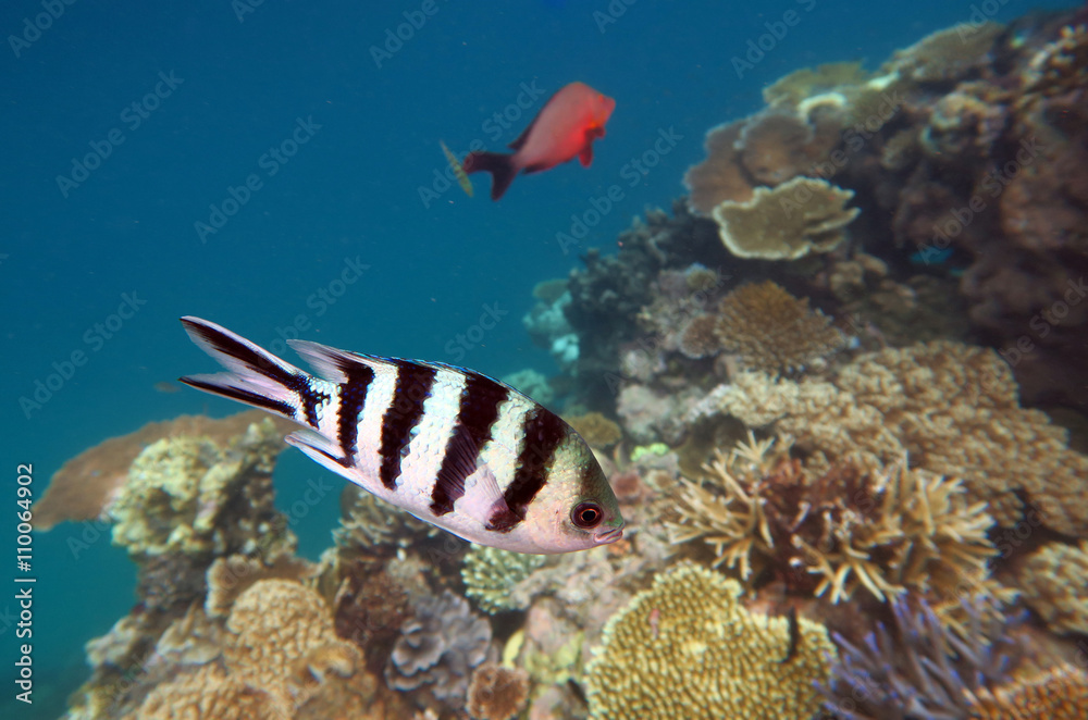 Tropical fish swim in a coral reef at the great barrier reef Tropical fish swim in a coral reef at the great barrier reef