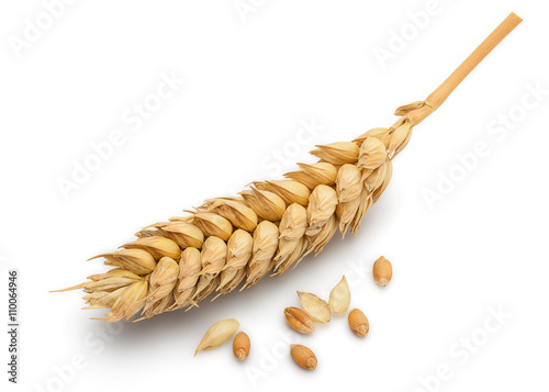 Dried Wheat Ear