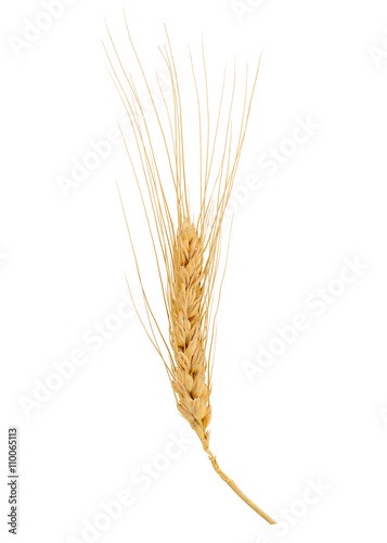 Dried Wheat Ear