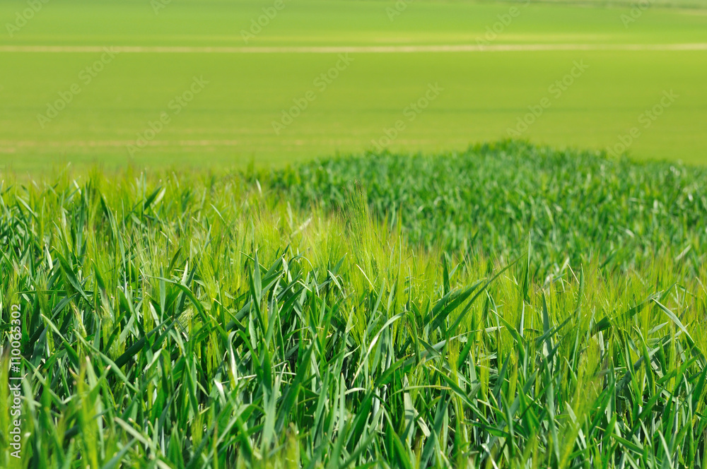Fototapeta premium champ de céréale vert 