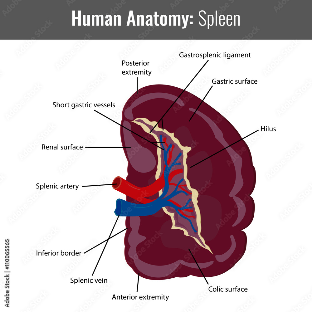 Human Spleen detailed anatomy. Vector Medical Stock Vector | Adobe Stock