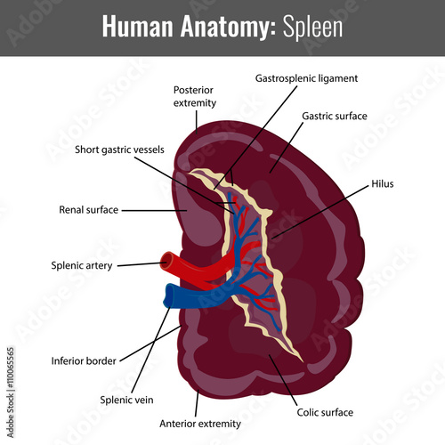 Human Spleen detailed anatomy. Vector Medical photo