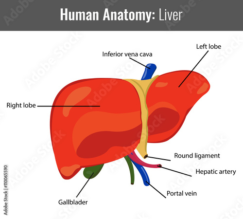 Human Liver detailed anatomy. Vector Medical