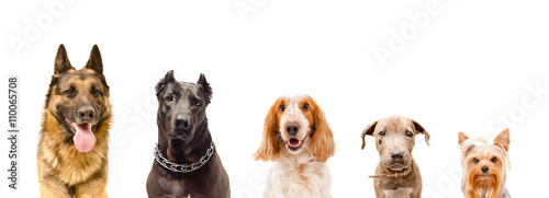 Portrait of five dogs
