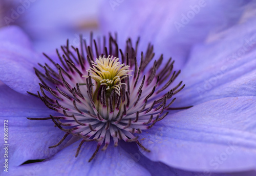 Clematis photo