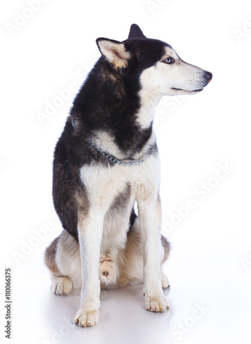 Wallpaper Mural Siberian husky in studio Torontodigital.ca