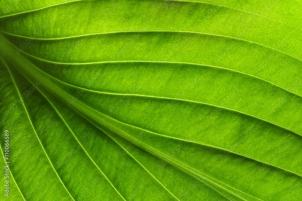 green leaf texture green leaf texture
