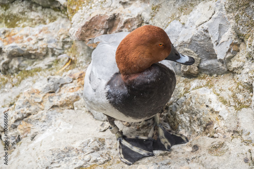 Netta peposaca, Rosy-billed pochard photo