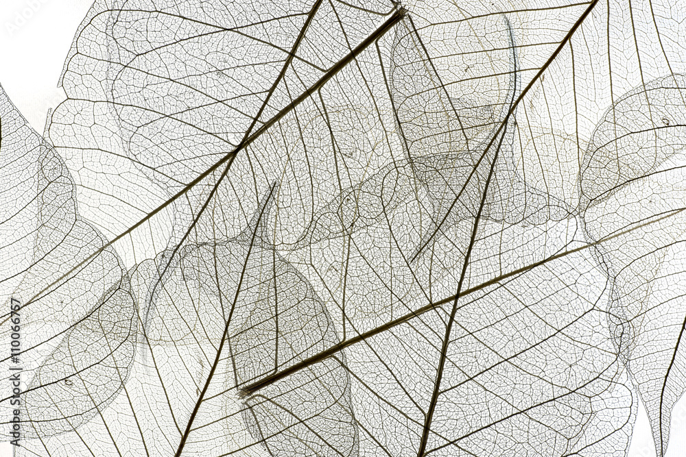 a leaf texture close up - obrazy, fototapety, plakaty 
