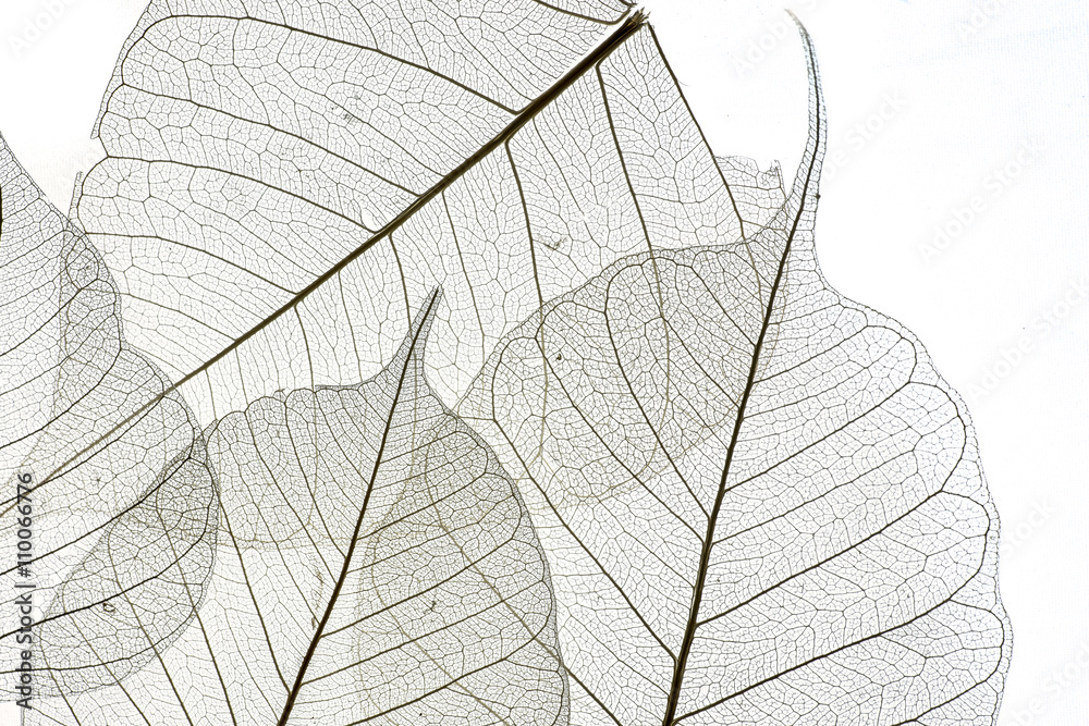 Obraz premium a leaf texture close up