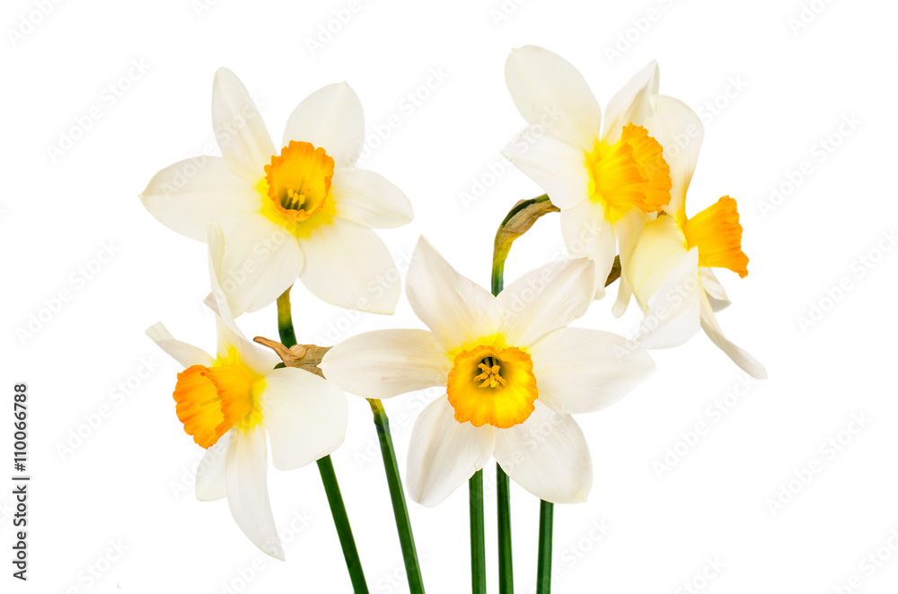 Fototapeta premium Beautiful Spring Flowers Narcissus on White Background 