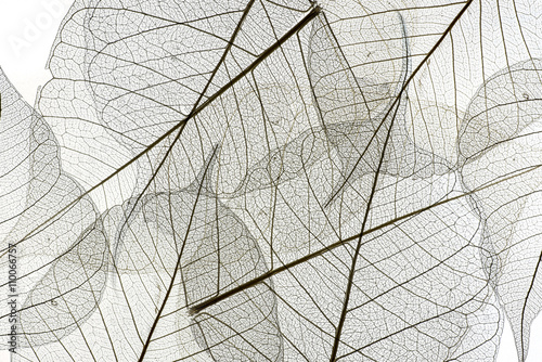 Obraz bliska tekstury liści