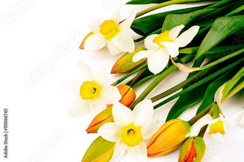 Beautiful Spring Flowers Tulips and Narcissus on White Backgroun