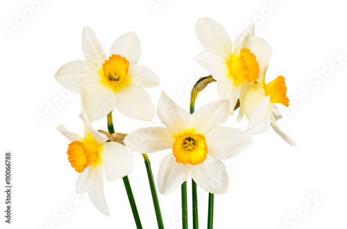Photo Beautiful Spring Flowers Narcissus on White Background