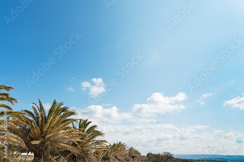 palm trees and sky