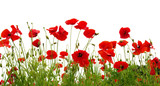 red poppies on white