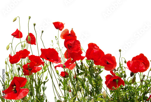 red poppies on white