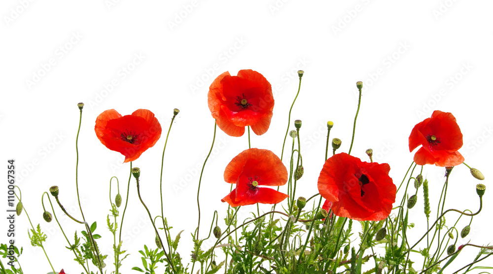 Fototapeta premium czerwone maki na białym tle