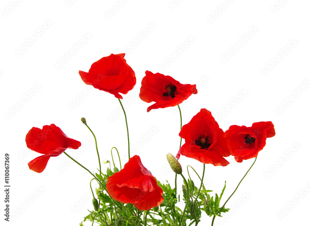 Naklejka premium red poppies on white