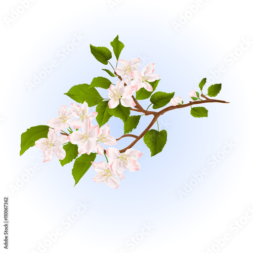 Apple tree branch with flowers  nature background vector illustration