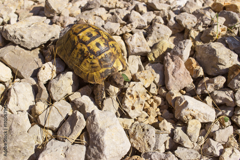 Turtle on a rock in the wild on a sunny day. Turtle on a rock in the wild on a sunny day.