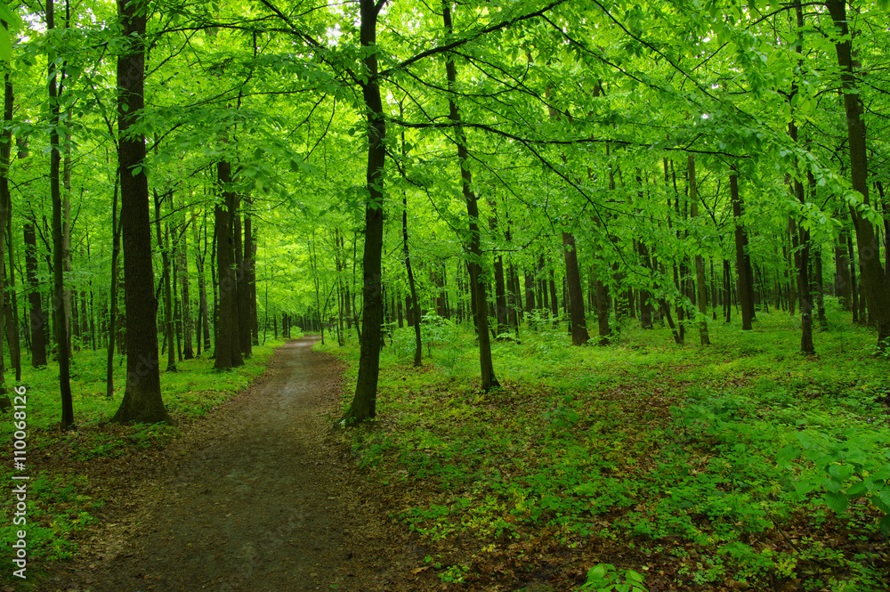 green forest