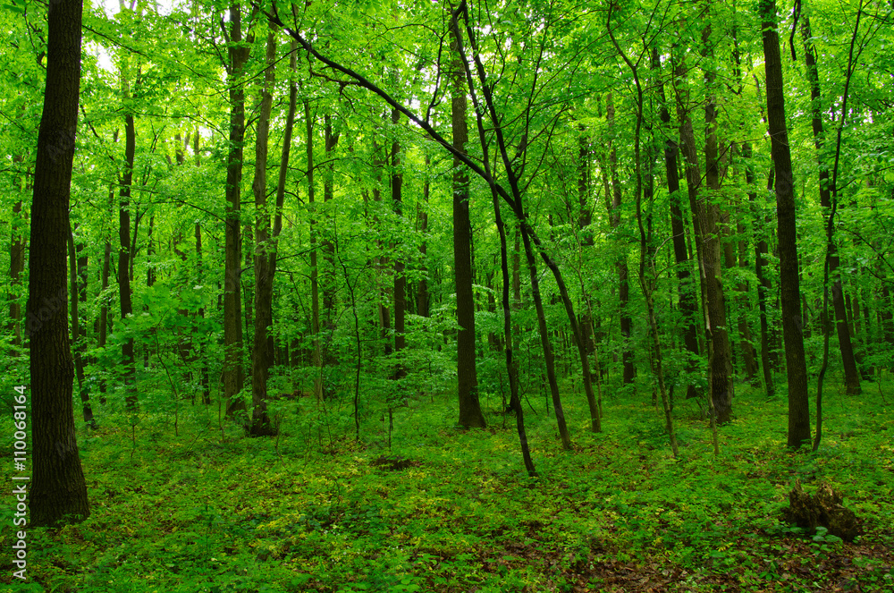 beautiful green forest beautiful green forest