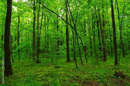 beautiful green forest