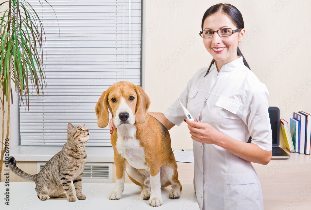 Veterinarian, dog and curious cat