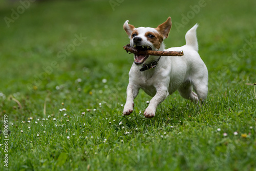 Jack Russel Terrier in the spring garden. Selective focus © popovj2