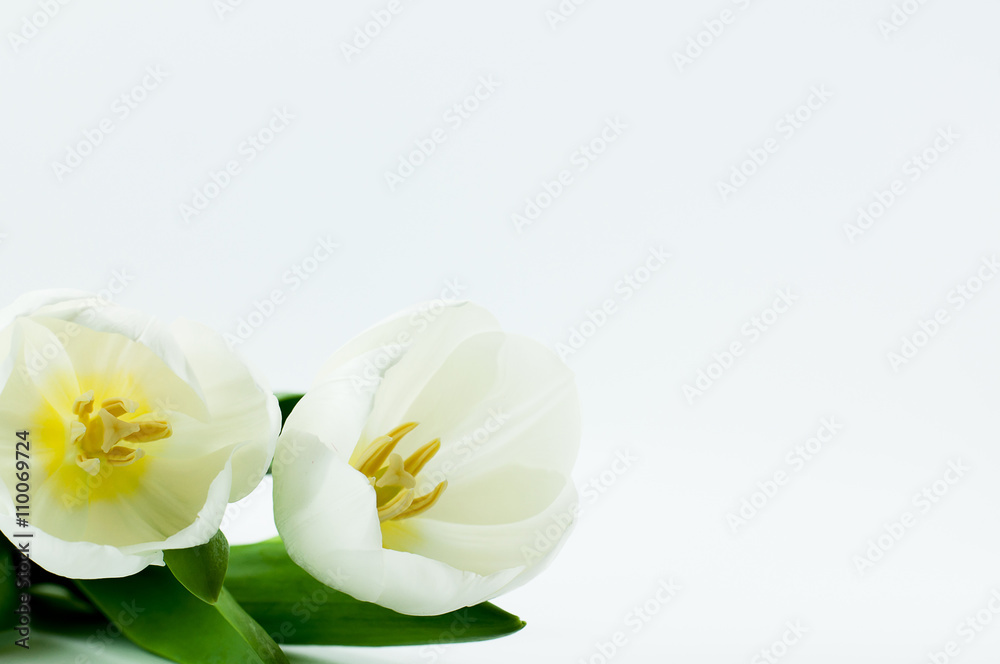 Close up white tulip on white background with copy space Close up white tulip on white background with copy space