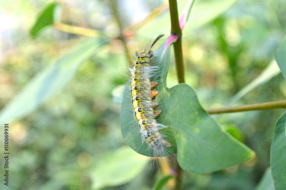 Hairy caterpillar from Central of Thailand