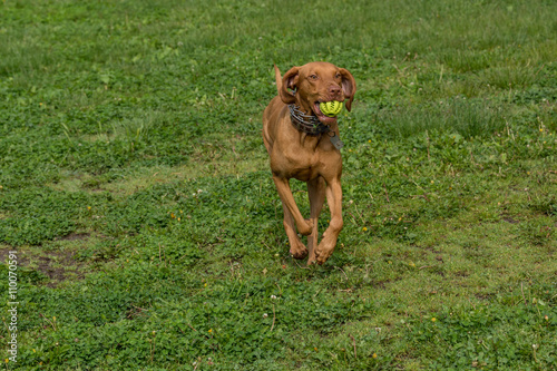 Fototapeta Naklejka Na Ścianę i Meble -  Hungarian Vizsla dog with ball playing on green grass. Selective